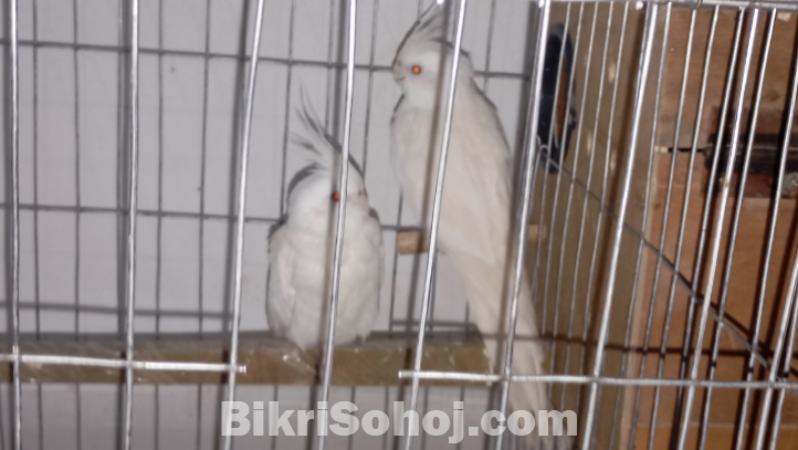 এ্যালভিওনো ককাটেল